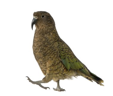 Kea, nestor notabilis, beyaz arka plan duran bir papağan