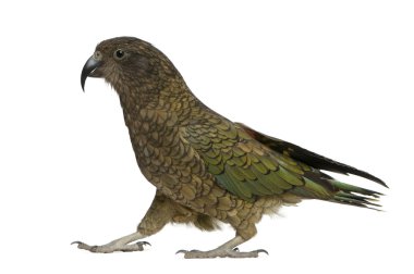 Kea, nestor notabilis, beyaz arka plan duran bir papağan