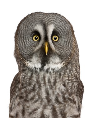 Portrait of Great Grey Owl or Lapland Owl, Strix nebulosa, a very large owl, in front of white background clipart