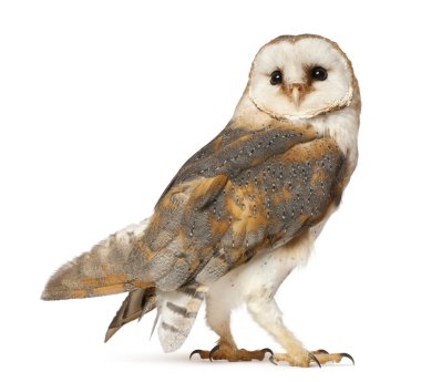 Barn Owl, Tyto alba, standing in front of white background clipart
