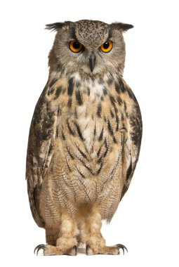 Eurasian Eagle-Owl, Bubo bubo, a species of eagle owl, standing in front of white background clipart