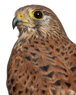 Portrait of Common Kestrel, Falco tinnunculus, a bird of prey in front of white background clipart