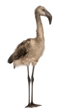Şili-flamingo, phoenicopterus chilensis 5 ay yaşlı, beyaz arka plan duran