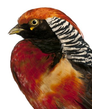 erkek golden pheasant veya 'Çin sülün', beyaz arka plan önünde chrysolophus pictus yakın çekim