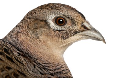 Portrait of Female Golden Pheasant or 'Chinese Pheasant', Chrysolophus pictus, in front of white background clipart