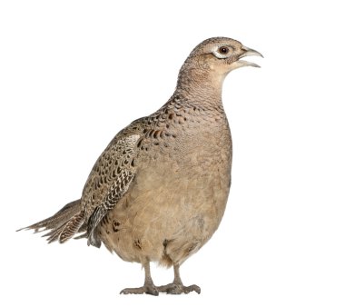 Female Golden Pheasant or 'Chinese Pheasant', Chrysolophus pictus, standing in front of white background clipart