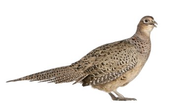 Portrait of Female Golden Pheasant or 'Chinese Pheasant', Chrysolophus pictus, standing in front of white background clipart