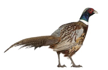Male American Common Pheasant, Phasianus colchicus, standing in front of white background clipart