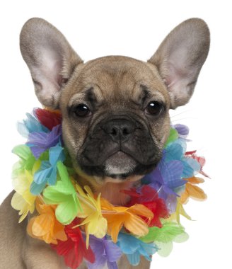 French Bulldog puppy, 3 months old, wearing a Hawaiian lei in front of white background clipart