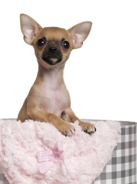 Chihuahua köpek yavrusu, 3 ay yaşlı, beyaz arka plan önünde Noel hediyeleri