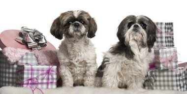 Shih tzu Noel hediyeleri beyaz arka plan önünde oturuyor