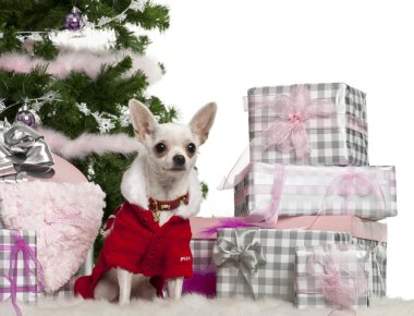 Chihuahua, 8 months old, wearing Santa outfit with Christmas gifts in front of white background clipart