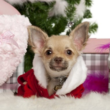 Chihuahua köpek yavrusu, 5 ay yaşlı, beyaz arka plan önünde Noel hediyeleri