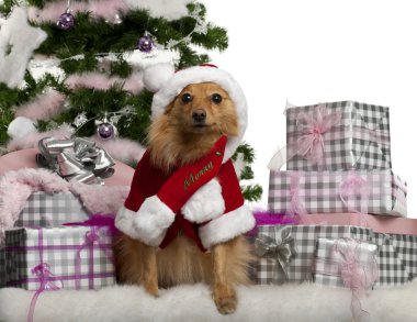 Mixed-breed dog wearing Santa outfit with Christmas gifts in front of white background clipart