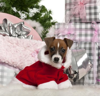 Jack Russell Terrier puppy, 11 weeks old, with Christmas gifts in front of white background clipart