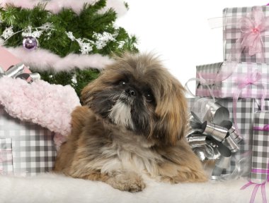 Lhasa apso, 1 yaşında, Noel hediyeleri beyaz arka plan önünde yatan