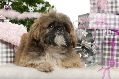 Lhasa Apso, 1 year old, lying with Christmas gifts in front of white background clipart