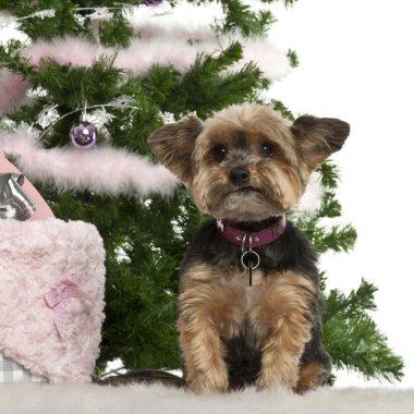 Yorkshire Terrier, 10 years old, sitting with Christmas tree and gifts in front of white background clipart