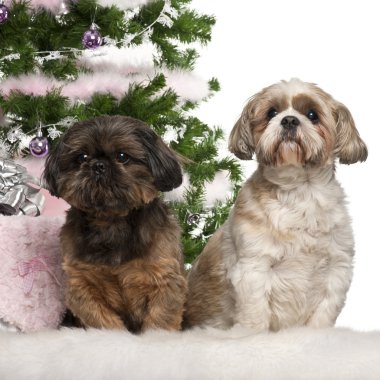 Shih tzu, 7 yaşında, shih tzu, 10 yıl yaşlı, Noel ağacı ve hediyeler beyaz arka plan önünde oturan