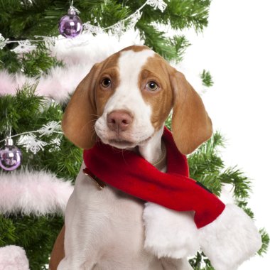 Close-up of Braque Saint-Germain puppy, 3 months old, with Christmas gifts in front of white background clipart