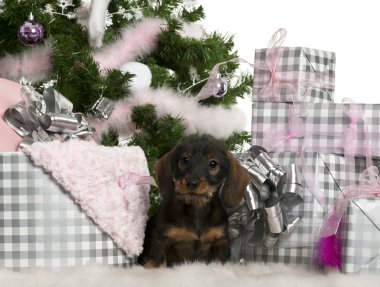 Dachshund Köpek yavrusu, 3 ay yaşlı, Noel ağacı ve hediyeler beyaz arka plan önünde oturan