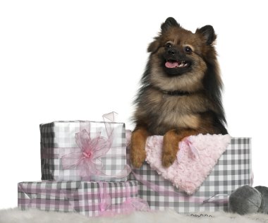Pomeranian beyaz arka plan önünde Noel hediyeleri ile