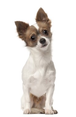 Chihuahua, 9 ay yaşlı, önünde oturan arka plan beyaz.