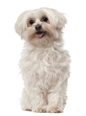 Maltese, 6 years old, sitting in front of white background clipart