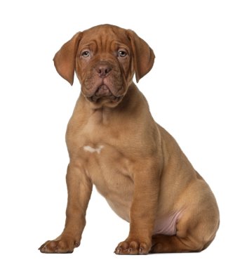 dogue de bordeaux köpek yavrusu, 8 hafta yaşlı, önünde oturan arka plan beyaz.