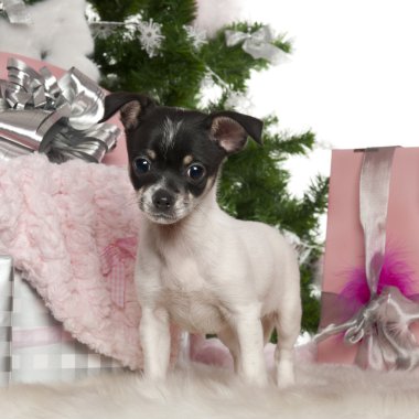 Chihuahua köpek yavrusu, 3 ay yaşlı, Noel ağacı ve beyaz arka plan önünde hediyeler