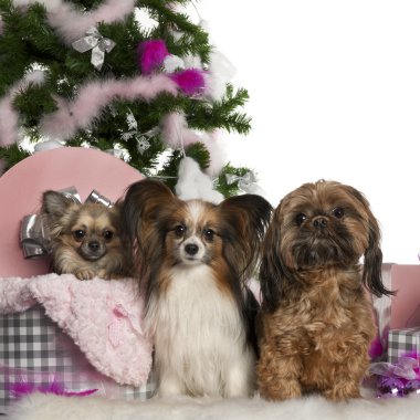 Chihuahua, 18 months old, getting out a box, with Papillon, 5 years old, and Shih Tzu with Christmas tree and gifts in front of white background clipart