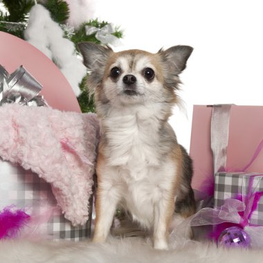 Chihuahua, 5 yaşında, Noel ağacı ve beyaz arka plan önünde hediyeler