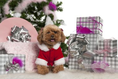 Poodle, 4 years old, with Christmas tree and gifts in front of white background clipart