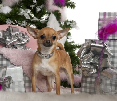 Chihuahua, 15 ay yaşlı, Noel ağacı ve beyaz arka plan önünde hediyeler