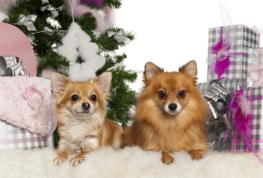 Chihuahua, 3 yaşında bir çocuk, pomeranian, 2 yaşında, Noel ağacı ve beyaz arka plan önünde hediyeler