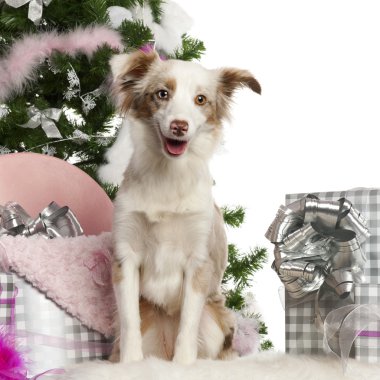 Miniature Australian Shepherd puppy, 1 year old, with Christmas tree and gifts in front of white background clipart