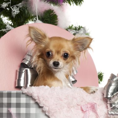 chihuahua, 1 yaşında, bir kutu Noel ağacı ve beyaz arka plan önünde hediyeler ile dışarı almak