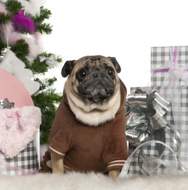 pug, 6 yaşında bir çocuk, Noel ağacı ve beyaz arka plan önünde hediyeler