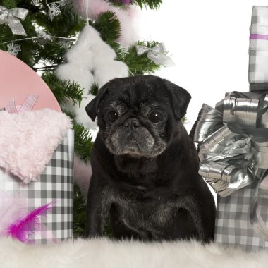 pug, 13 yaşında, Noel ağacı ve beyaz arka plan önünde hediyeler