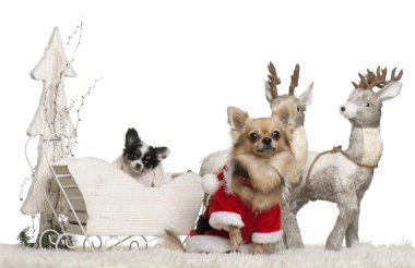Chihuahua, 3 yaşında ve chihuahua köpek yavrusu, 9 hafta eski Noel beyaz arka plan atlı kızak