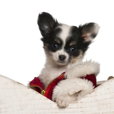 Chihuahua puppy, 9 weeks old, in Christmas sleigh in front of white background clipart