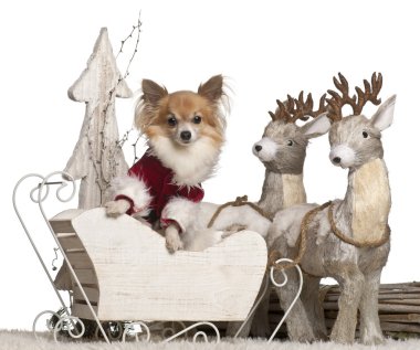 Chihuahua, 5 years old, in Christmas sleigh in front of white background clipart