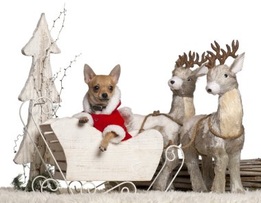 Chihuahua yavrusu, 4 ay eski Noel beyaz arka plan kızak.