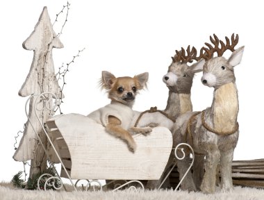Chihuahua köpek, 6 ay içinde Noel yaşlı beyaz arka plan kızak.