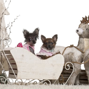 Chihuahua köpek yavrusu, 12 hafta yaşlı, Çin Tepeli Köpek yavrusu, 3 ay yaşlı, beyaz arka plan önünde Noel atlı kızak