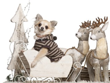 Chihuahua, 3 yıl eski Noel beyaz arka plan kızak.