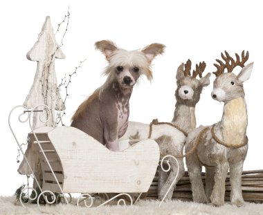 Çince Tepeli Köpek yavrusu, 4 ay eski Noel beyaz arka plan kızak.