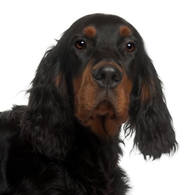 Gordon Setter puppy, 6 months old, in front of white background clipart