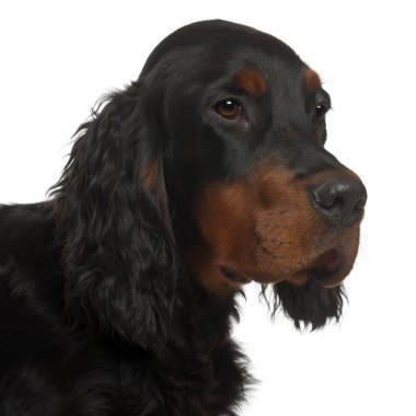 Gordon setter yavrusu, 6 ay yaşlı, beyaz arka plan