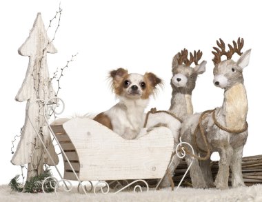 Chihuahua, 1 yaşında, beyaz arka plan önünde Noel atlı kızak içinde